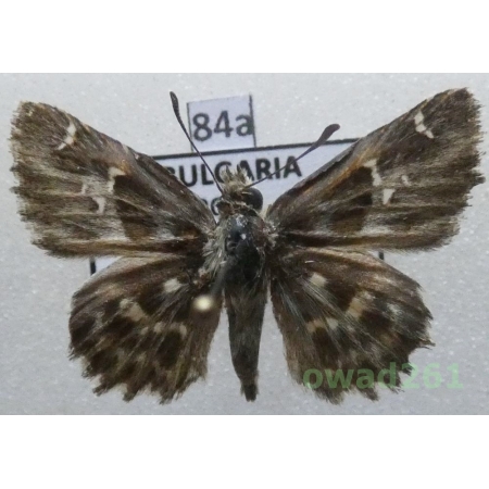 Muschampia orientalis (Reverdin, 1913) Bulgaria84a